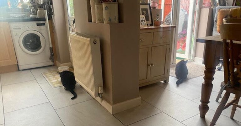Anxiety and stress in cats – advice on management to offer caregivers
