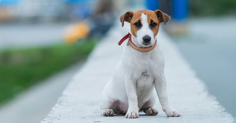 Canine distemper could be more frequent to UK via imported dogs