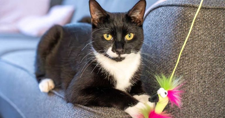 Just a Flash in the van: microchip helps County Durham practice get cat back home