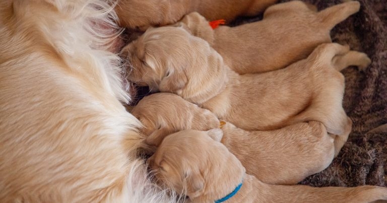 Veterinary groups demand tougher rules on canine breeding services