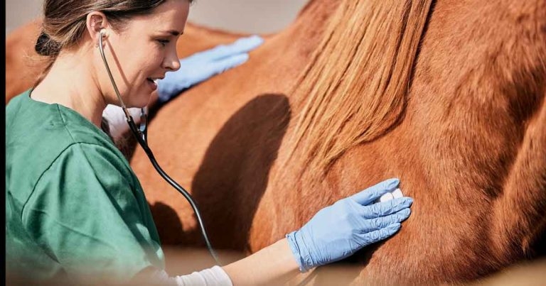 Free BEVA membership for student equine RVNs 