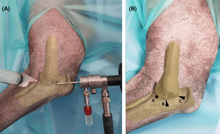 Orthopaedic vet records revolutionary new treatment method for HIF