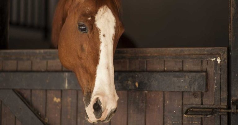 RVC develops fracture risk scoring system for Thoroughbreds