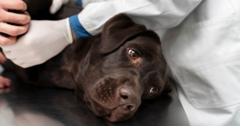 Improving postmortem examination safety for patients treated with hazardous substances