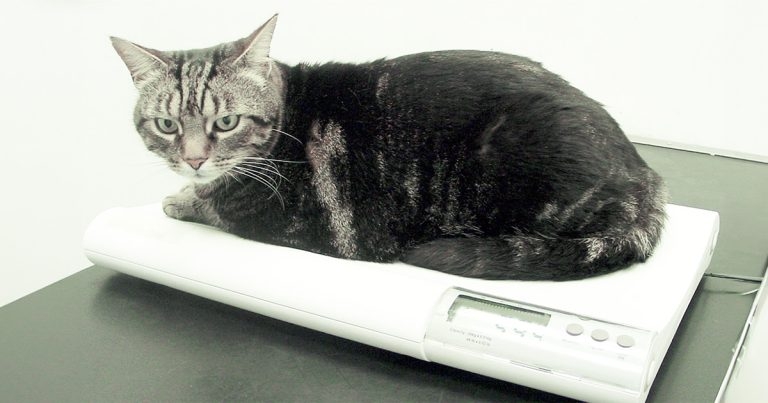 Hyperthyroidism in cats – diagnosis and management
