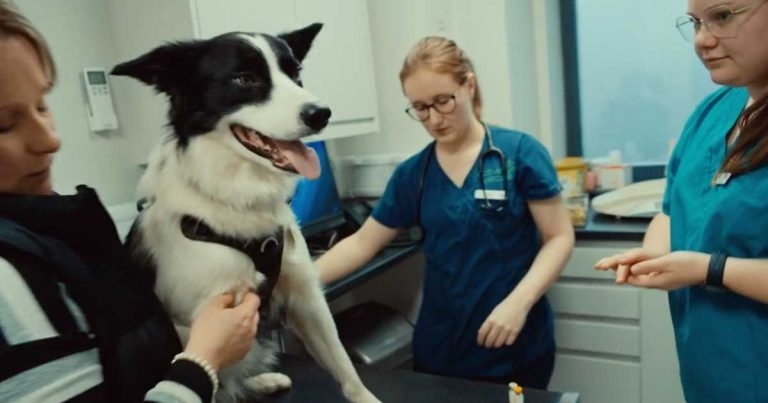 Short film celebrates veterinary professions