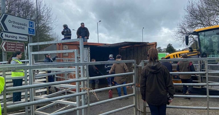 Vets help rescue dozens of cattle from overturned lorry