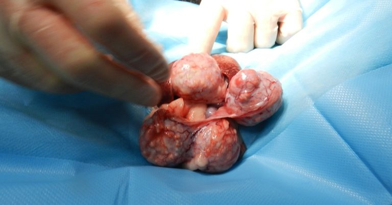 Rabbit preventive medicine in 2024: update on changes