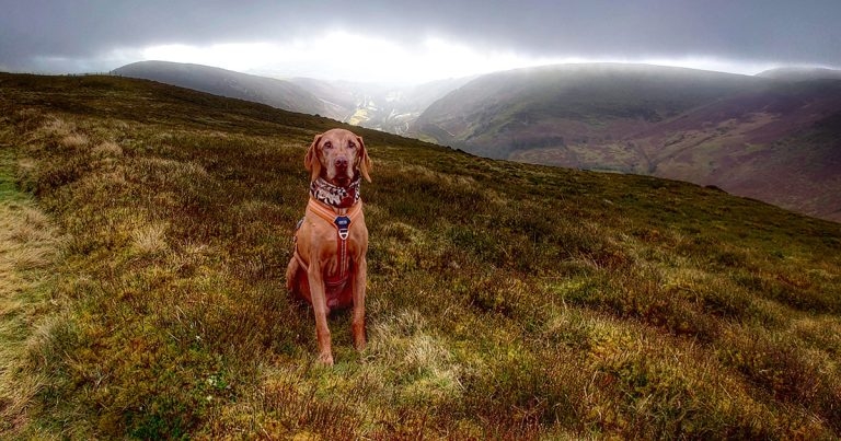 Vets help dog with rare ‘human’ syndrome