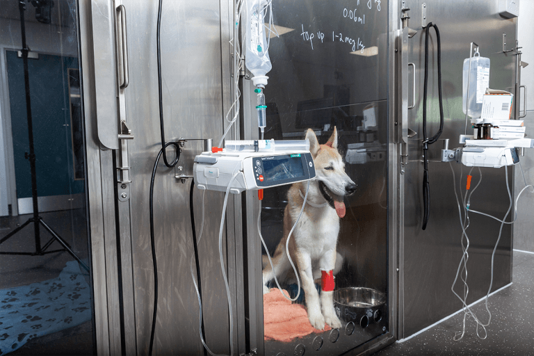 Canine refractory epilepsy – management considerations