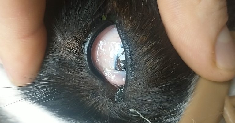 Dog hit by eye worms in first for practice