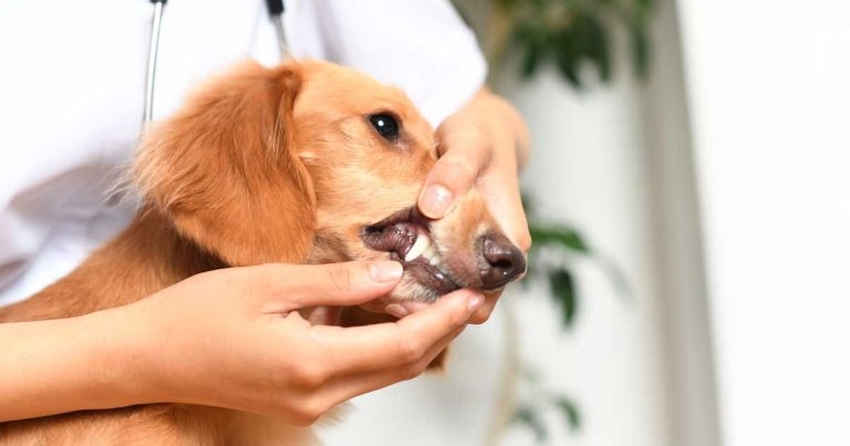 More evidence in support of molecular screening for canine periodontal disease