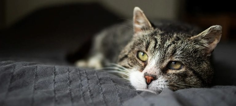 Small animal clinical content with in-depth details